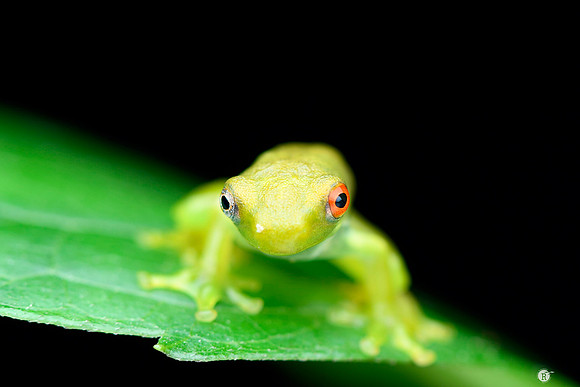 Kalakad bush frog_MCR4077