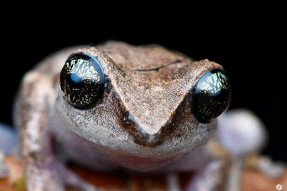 Green-eyed bushfrog(Raorchestes chlorosomma) _MCR3962