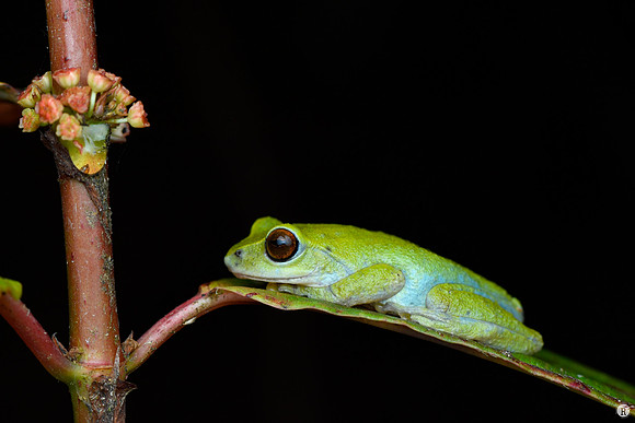 Raorchestes beddomii_MCR3944
