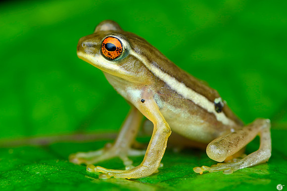 Beddomixalus bijui_MCR4188