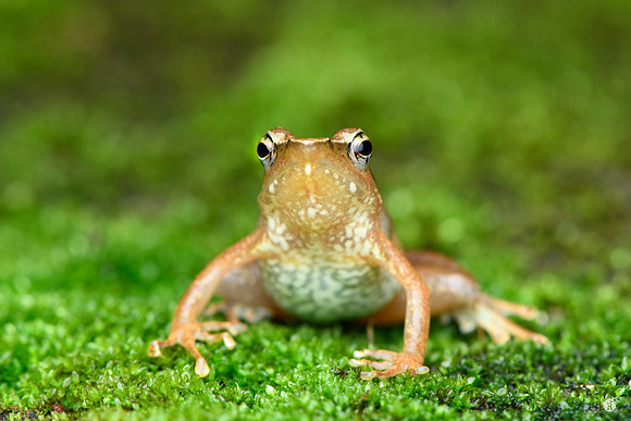 Dancing frog_MCR4439