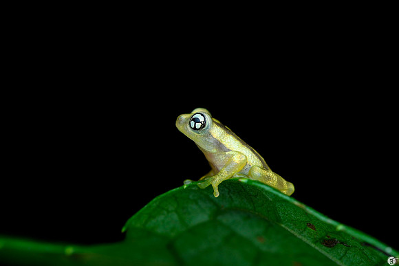 Raorchestes ochlandrae_MCR4340