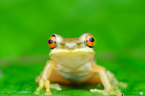 Beddomixalus bijui