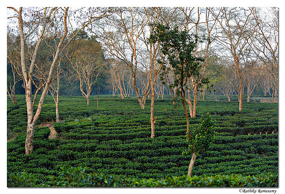 Kaziranga_DD33483