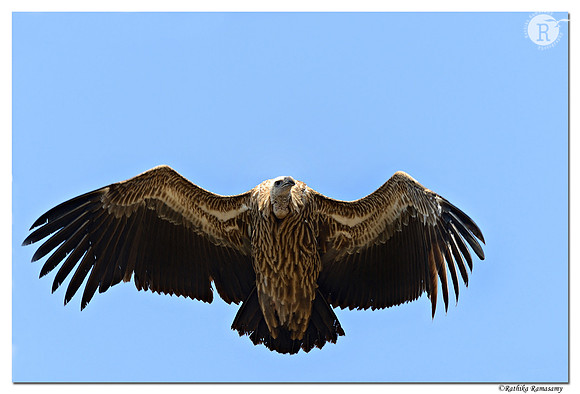 Himalayan Griffon Vulture (Gyps himalayensis)_D4R7923