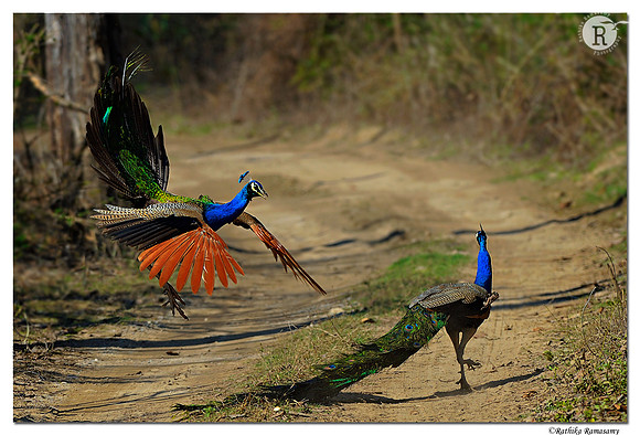 Indian Peafowl(Pavo cristatus)_D4R8433