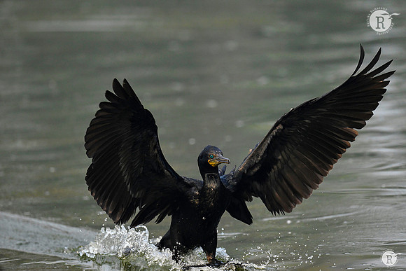 Cormanrant_DSC6403