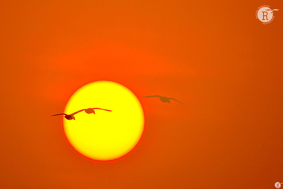 Bharatpur Sunrise_DSC6068