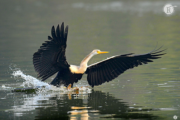 Darter_DSC6516