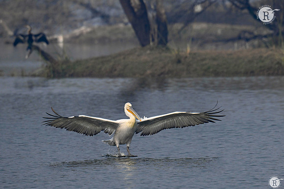 Pelican landing_DSC6657