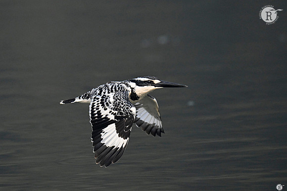 Pied kingfisher_DSC6339
