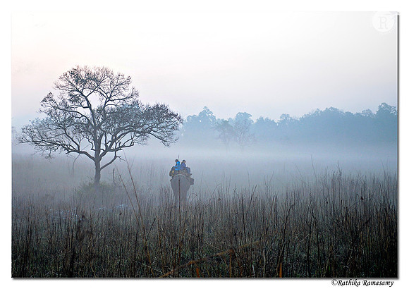 Foggy grassland_D4R7476