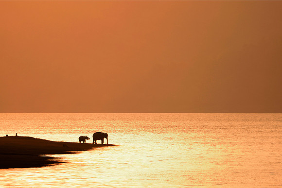 Golden Sunset,Corbett Code:RRF18602Prints size 22 “ longer size . The proceedings of this print sale 100 % goes to RR Foundation for Wildlife Conservation.