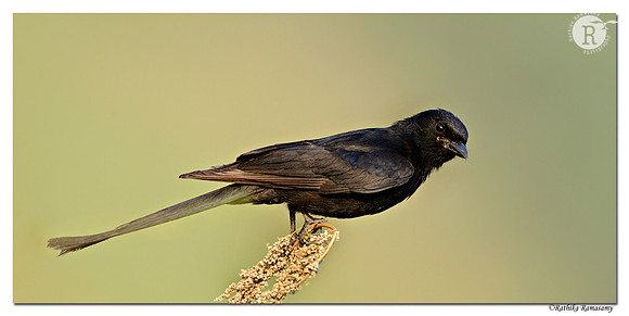 Black Drongo (Dicrurus macrocercus)_D4R2154