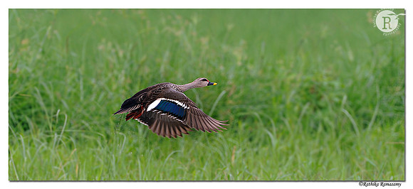 Spot-billed Duck (Anas poecilorhyncha)_DD32231