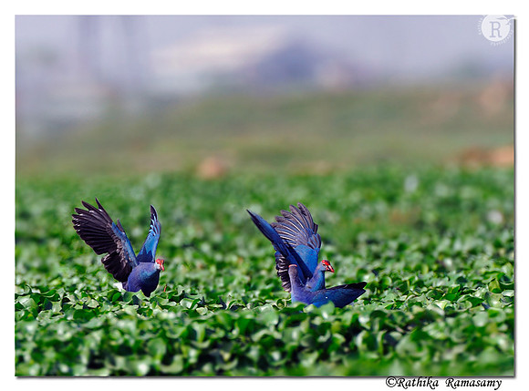 Purple Swamphen (Porphyrio porphyrio)_DD30520