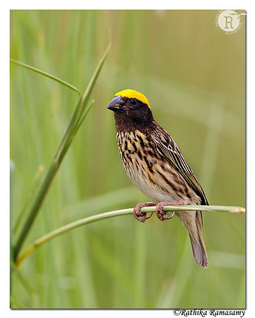 Streaked Weaver(Ploceus manyar)_DD34170