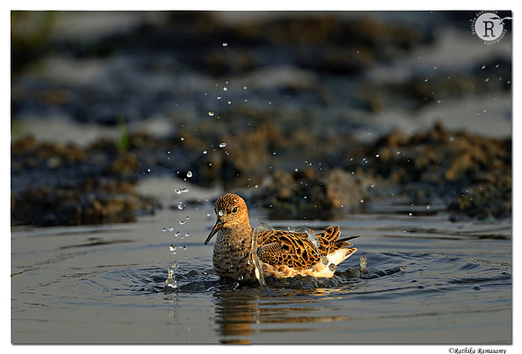 Ruff (Philomachus pugnax)_D4R1306