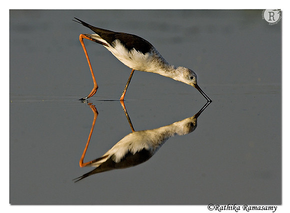 Black-winged Stilt (Himantopus himantopus)-7098