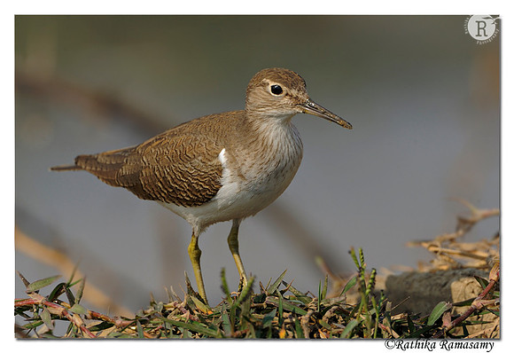 Common Sandpiper (Actitis hypoleucos)_DD30964