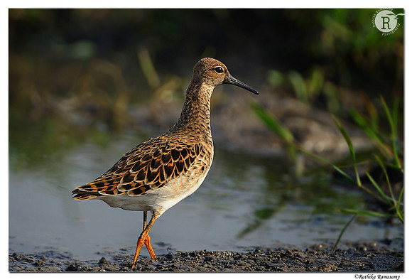 Ruff (Philomachus pugnax)_D4R0930