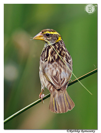 Streaked Weaver (Ploceus manyar)_DD35475