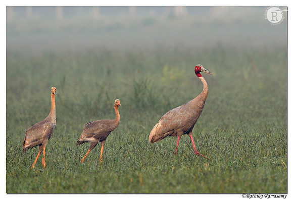 Sarus family_D4S5678