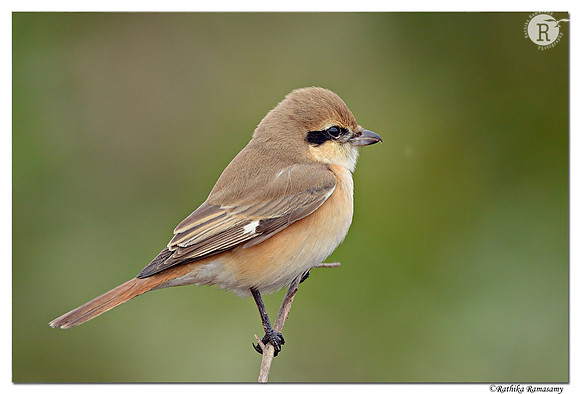 Isabelline Shrike (Lanius isabellinus)_D4R4254