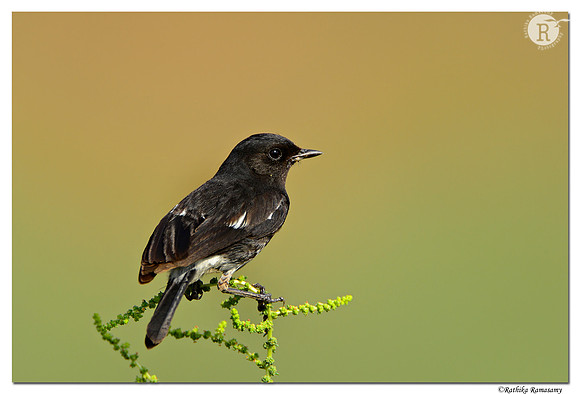 Pied Bush Chat (Saxicola caprata)_D4R3370