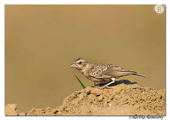 Ashy-crowned Sparrow-Lark (Eremopterix griseus) _DD36695