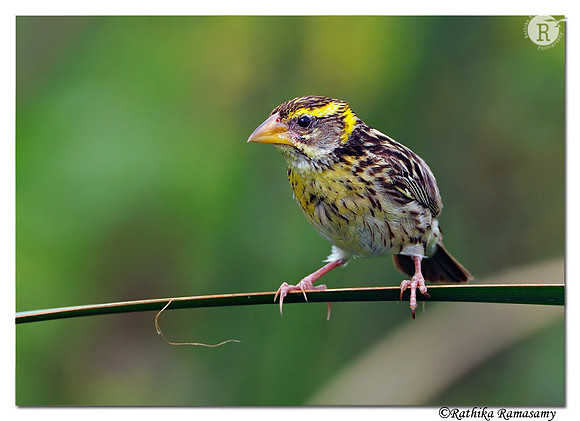 Streaked Weaver (Ploceus manyar)_DD35470