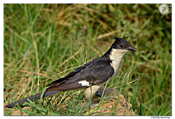Pied-Crested-Cuckoo-(Clamator-jacobinus)_D4R5197