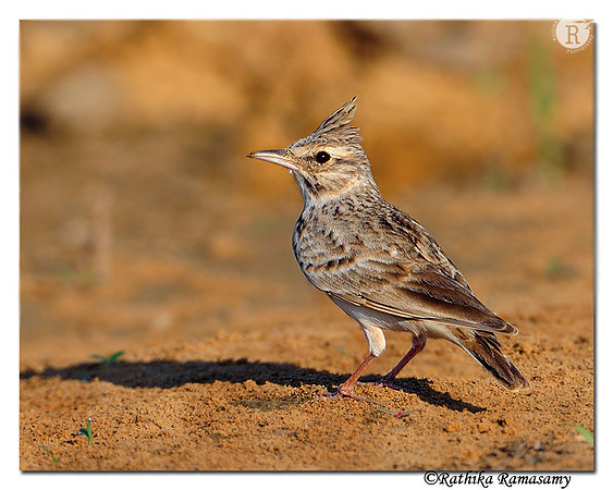 Crested Lark(Galerida cristata)-1036