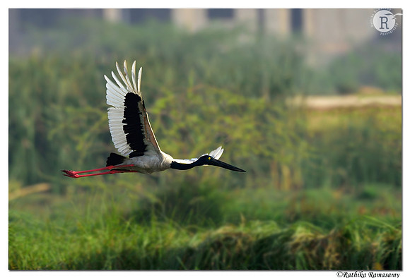 Black-necked Stork (Ephippiorhynchus asiaticus)_D4S1145