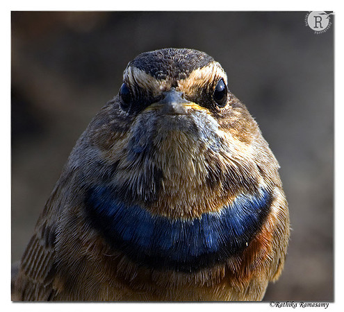 Bluethroat (Luscinia svecica)