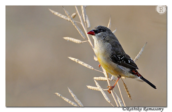 Red Avadavat (Amandava amandava )_DD39803