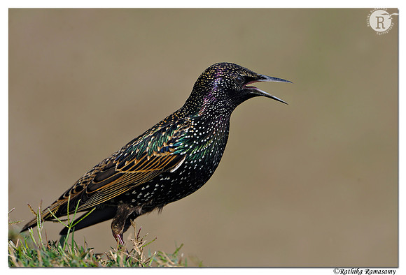 Common Starling (Sturnus vulgaris)_DD30664