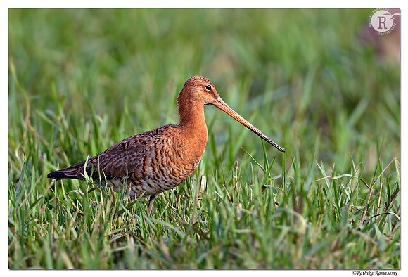 Black-tailed Godwit (Limosa limosa) _D4R1701