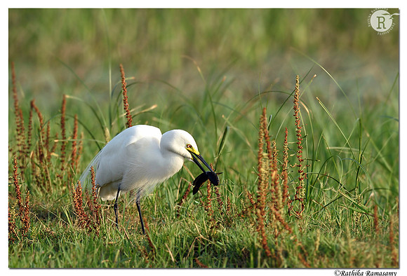 Egret_D4S0841