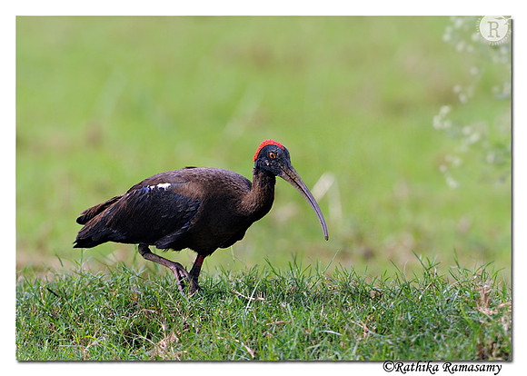 Black ibis(Pseudibis papillosa)_DD35476
