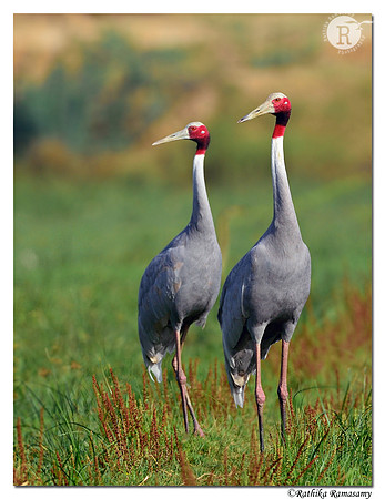 Sarus crane (Grus antigone) _D4S1307