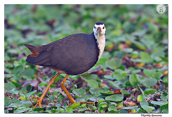White-breasted Waterhen (Amaurornis phoenicurus)_DD38283