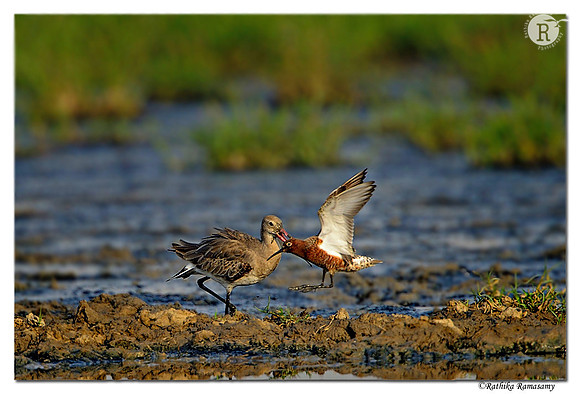 Black-tailed Godwit (Limosa limosa) _D4R2237