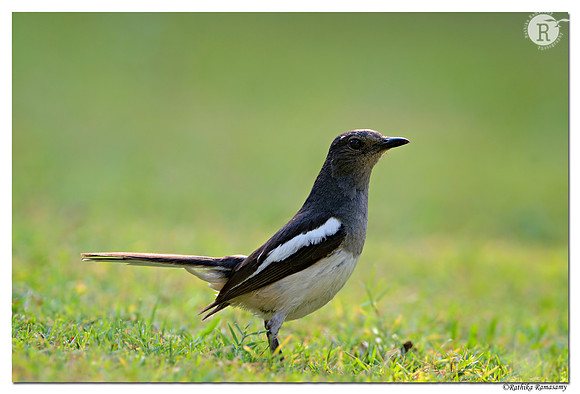 Oriental Magpie-Robin (Copsychus saularis)_D4R4987