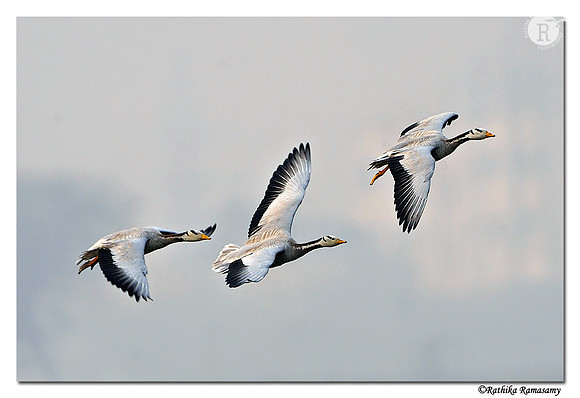 Bar-headed Goose (Anser indicus)_DD32581