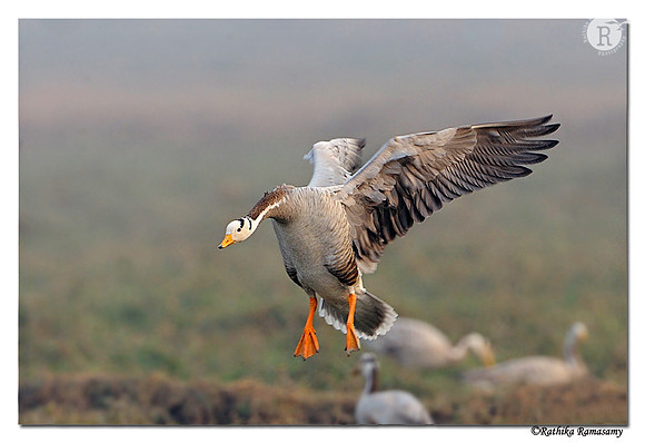 Bar-headed Goose (Anser indicus)_DD32564