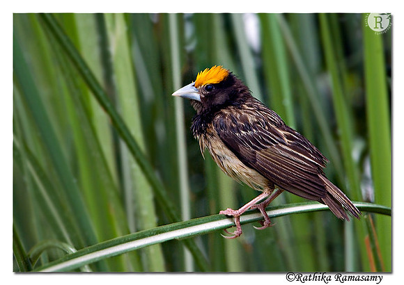 Streaked Weaver (Ploceus manyar)
