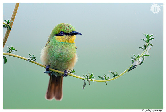 Green Bee-eater (Merops orientalis)-12_8_D4R6818