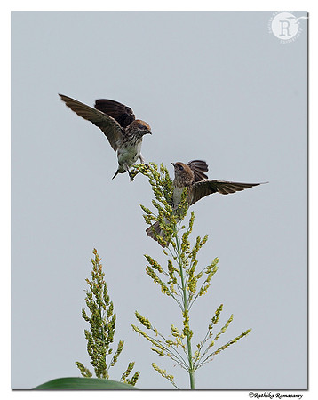 Streaked-throated Swallow (Hirundo fluvicola)_DD30660