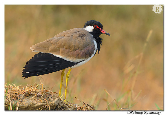 Red-wattled Lapwing (Vanellus indicus)
